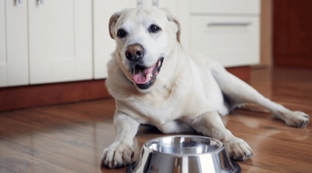 How to Solve Common Large Senior Dog Health Challenges