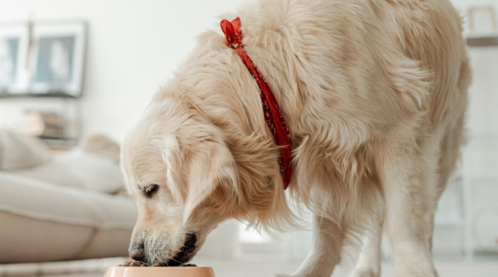 The Ultimate Guide to Elevating Your Dog’s Mealtime: Perfect for Senior Large Dogs