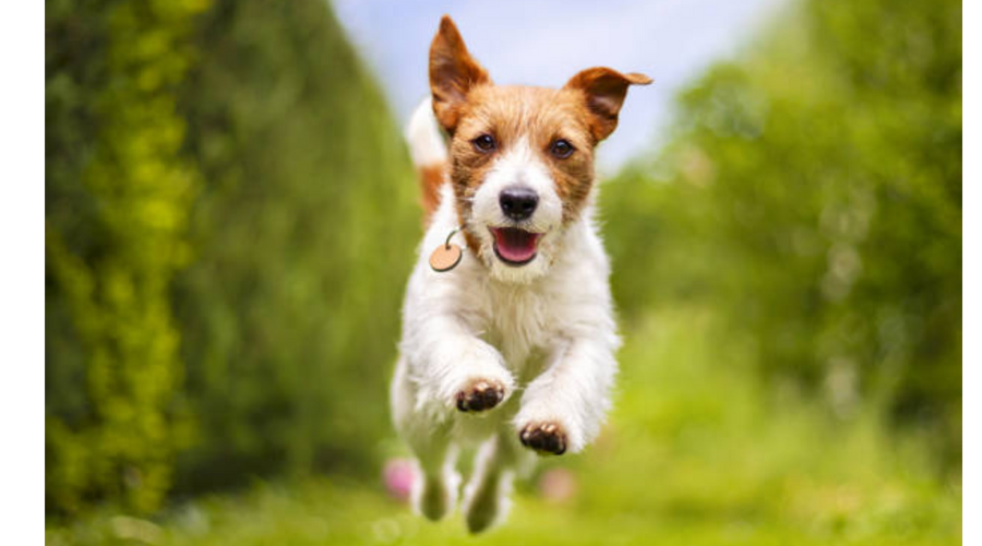 Tiny Tummies, Big Needs: The Importance of Small Breed-Specific Food