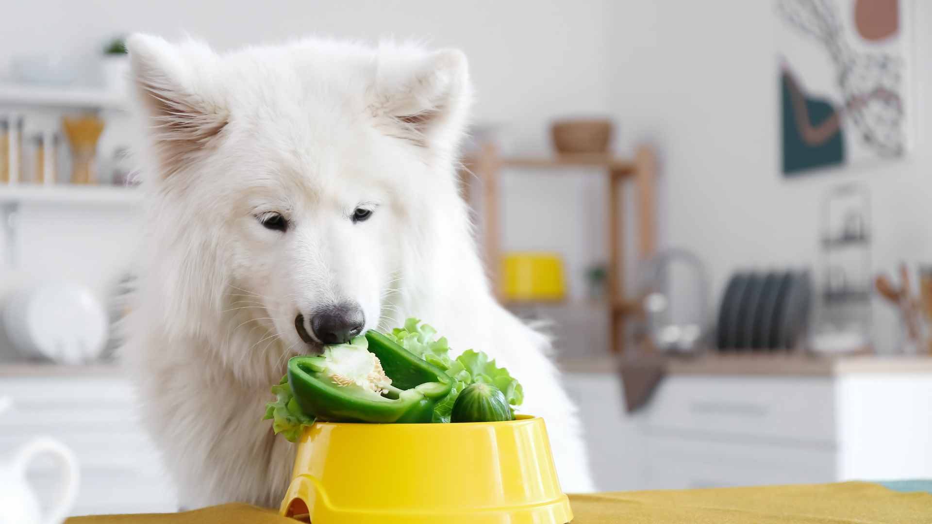 Is a Vegetarian Diet Right for Your Dog?