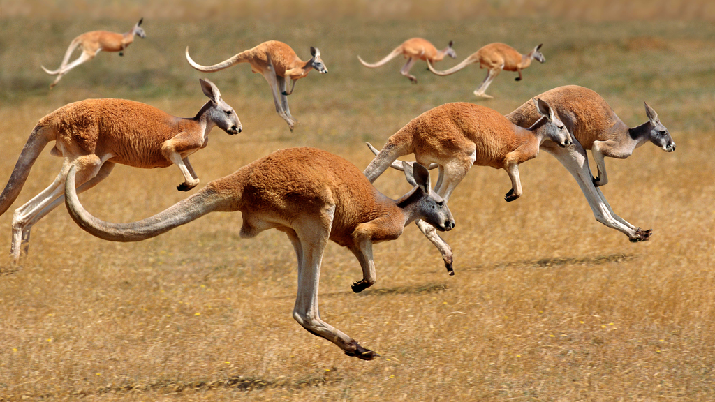 Kangaroo Dog Food: No More Allergies, Just Happy Tails