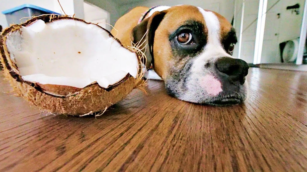 Coconut Oil - A Natural Solution for a Dog's Skin and Coat Health