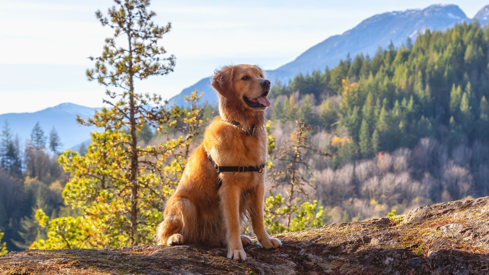 Healthy Giants: Caring for Your Big Dogs