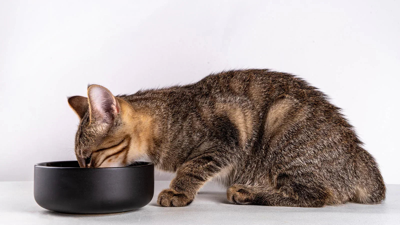 Weight Management for Cats: Truth, Myth, and How to Keep Your Cat Lean and Lively