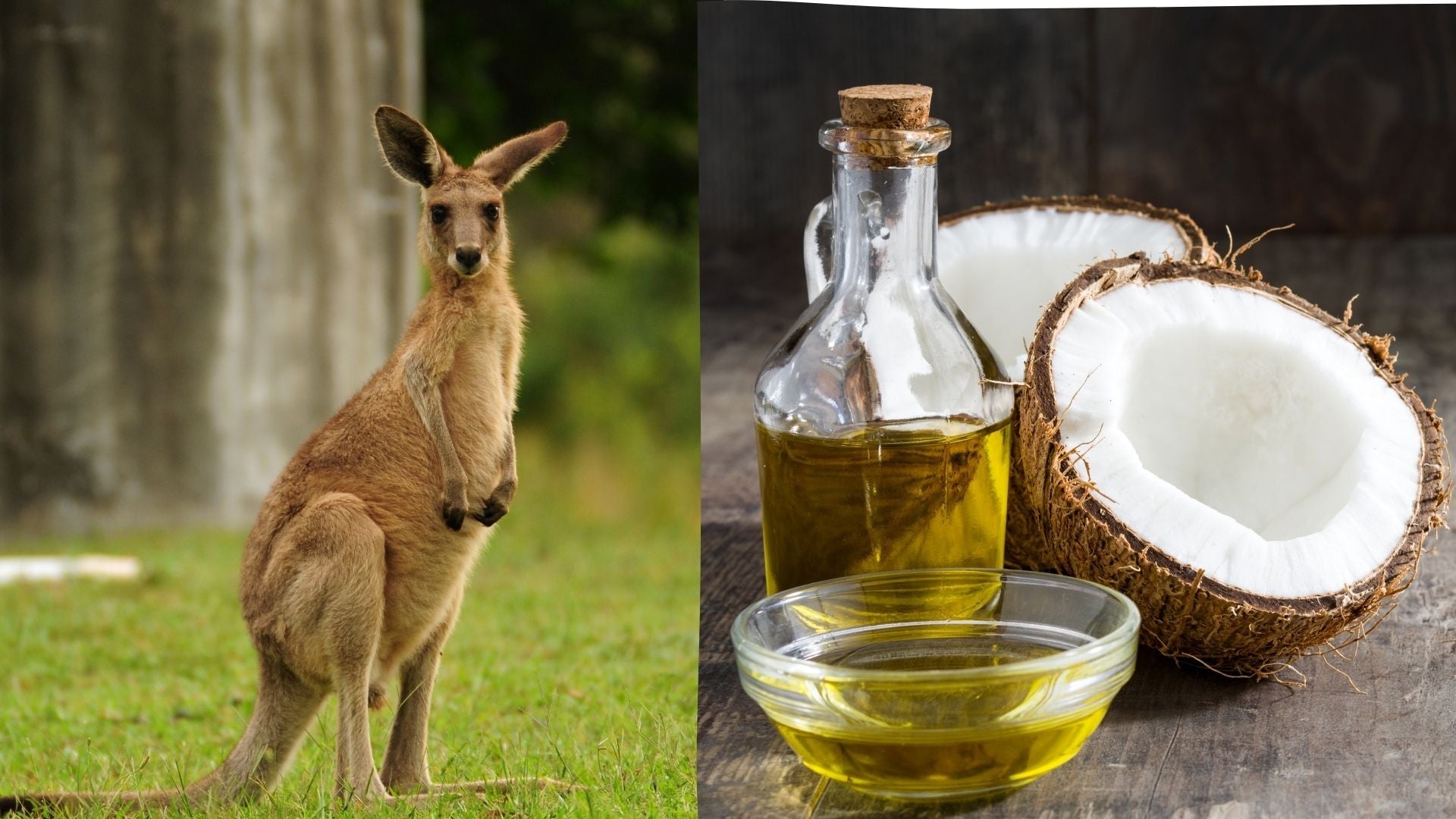 Power Duo in Dog Nutrition - Coconut and Kangaroo