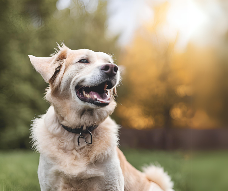 Aging Gracefully: Common Health Concerns in Senior Dogs & How to Help