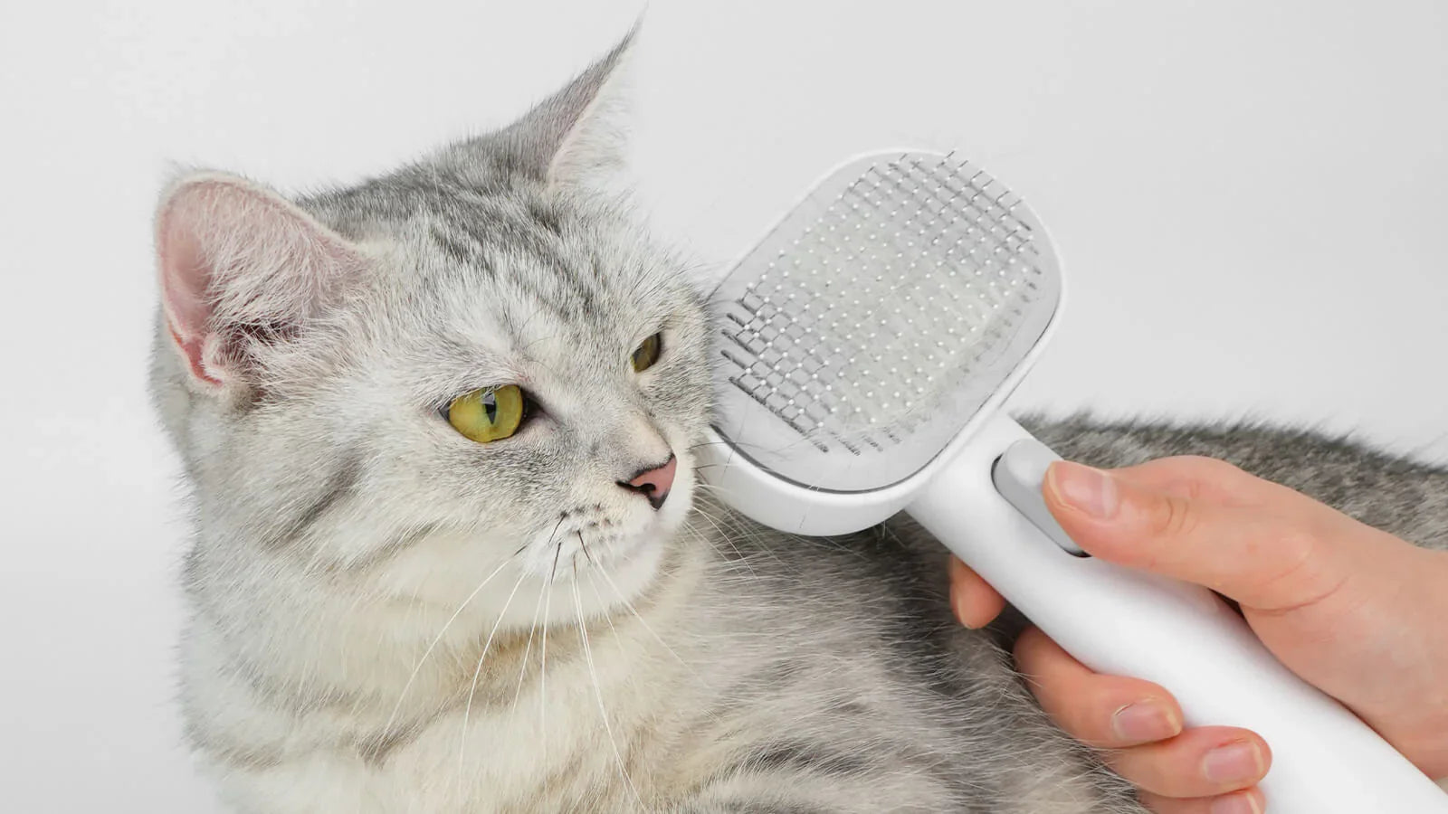 The Ultimate DIY Cat Grooming Guide: Essential Tools & How to Use Them ...