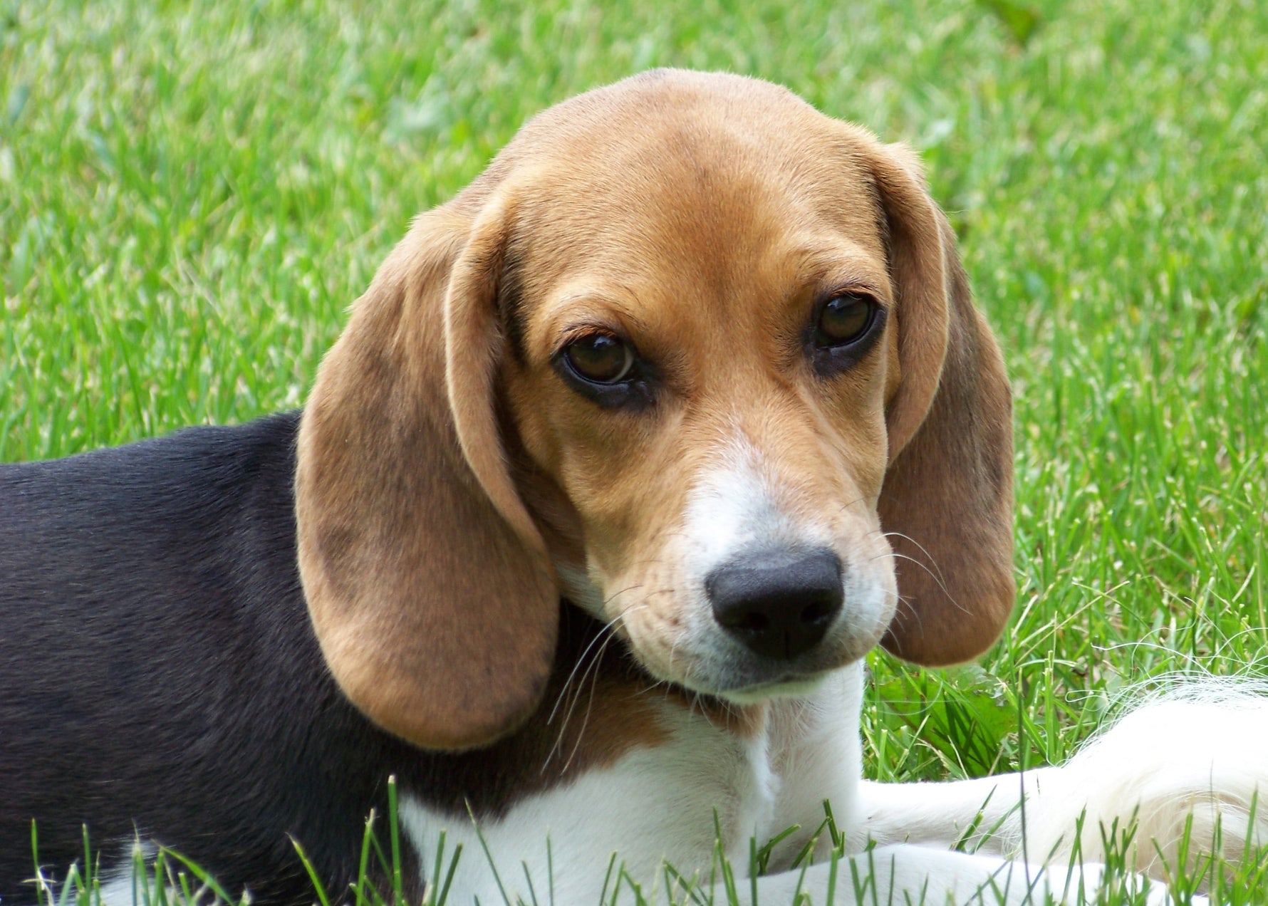Breed highlight – Beagle facts and things to know