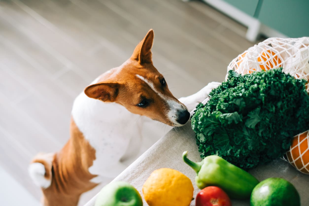 Top Superfoods for a Shiny Coat & Healthy Skin in Dogs